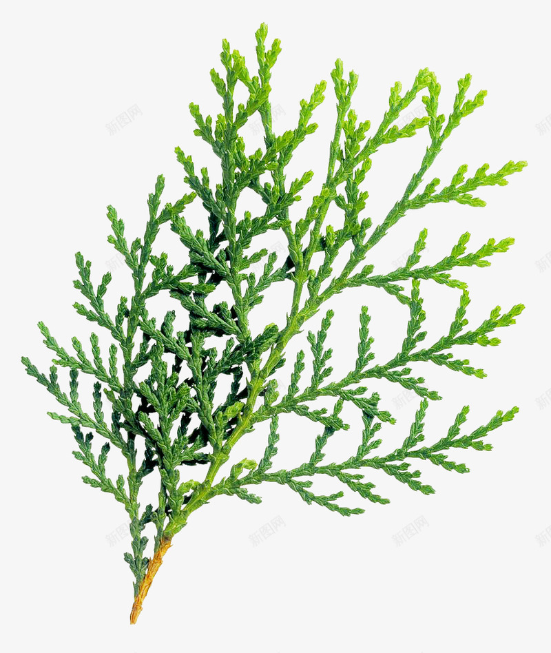 扁栢 美工应用 急急如率令B28899938B P3400618018P   C01绿色植物T20201027 花草叶png免抠素材_88icon https://88icon.com 扁栢 美工 应用 急急 如率 绿色植物 花草 草叶