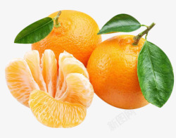 橘子美食餐饮素材