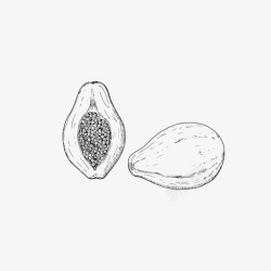 木瓜素描木瓜异国情调食品高清图片