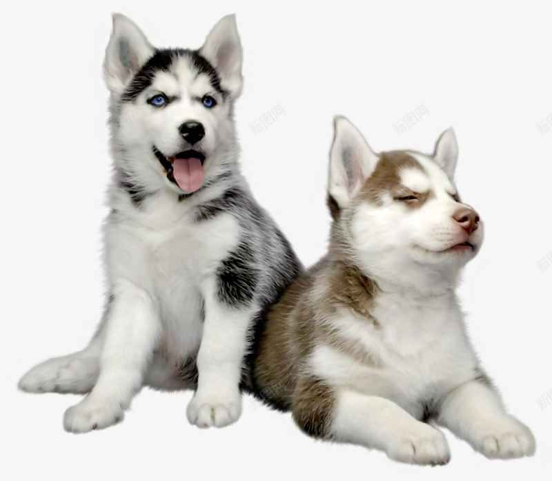 kisssiberianhuskypuppypetmengmengdahusky5a7a4cbc0d8aa22671031415179644760555动物png免抠素材_88icon https://88icon.com 动物