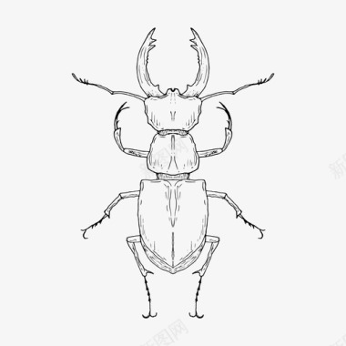 自然鹿甲虫虫子昆虫图标