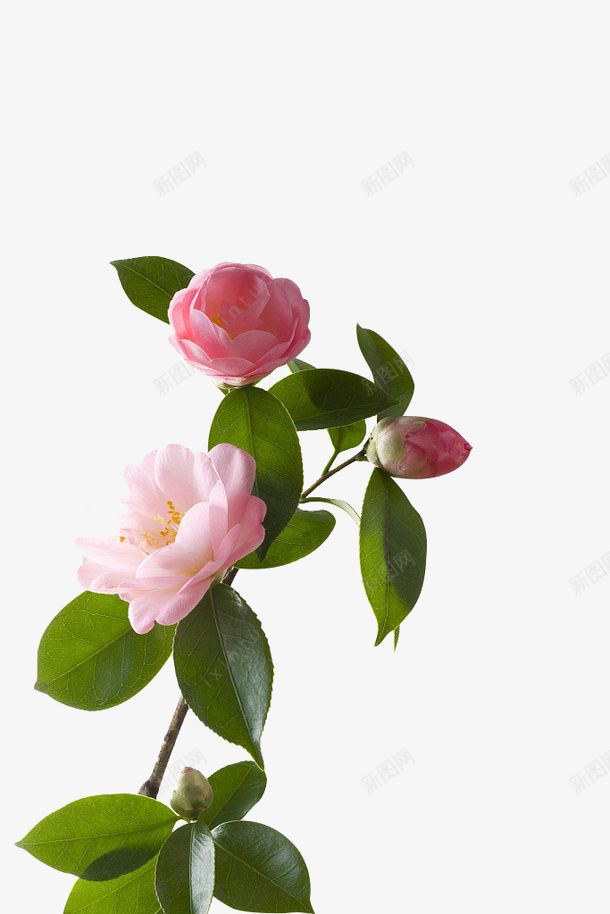 山茶花图化妆品类png免抠素材_88icon https://88icon.com 山茶 茶花 化妆 化妆品 品类