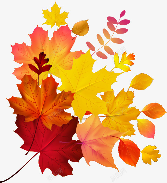 Autumn Maple 547599 transprent  Free Download  Flower Leaf Petal  Clean  Kiss植物png免抠素材_88icon https://88icon.com 植物