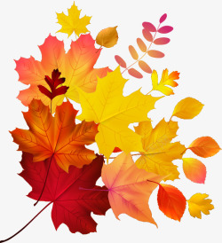 Autumn Maple 547599 transprent  Free Download  Flower Leaf Petal  Clean  Kiss植物素材