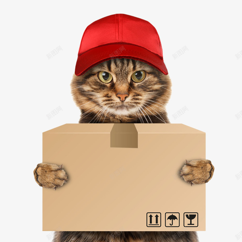 kissdogmoverpetdeliveryinformationcatdelivery5a984f1d7d0dc36691790215199311655122宠物png免抠素材_88icon https://88icon.com 宠物