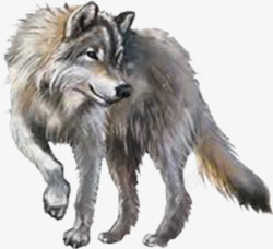 狼动物素材