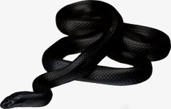 扁平化蛇png爬行动物冷血动物黑色的蛇高清图片