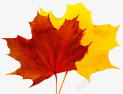 秋天黄叶两片秋天的枯树叶高清图片