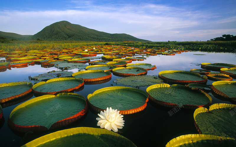 高清图素莲花jpg设计背景_88icon https://88icon.com 拍摄 高清 高质量 自然