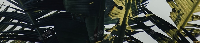 绿色植物背景高清大图jpg设计背景_88icon https://88icon.com 绿植 背景 高清 大图