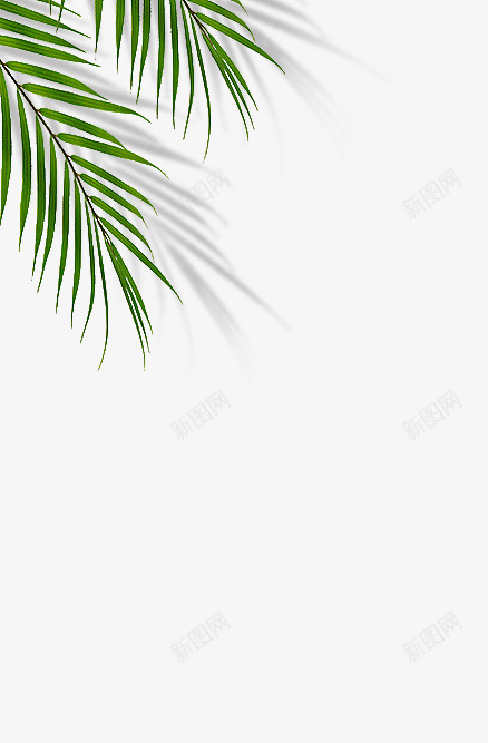 树叶装饰绿植png免抠素材_88icon https://88icon.com 树叶 装饰 绿植 植物
