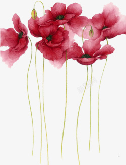 草红花手绘水彩风虞美人花插画素材高清图片