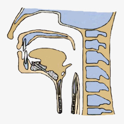 会厌软骨元素素材