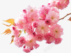 阳光明媚春日里盛开的樱花素材