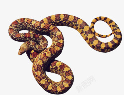 爬行动物蜥蜴爬行动物冷血动物沙漠的蛇高清图片