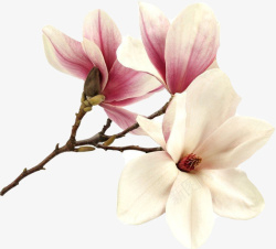 白玉兰中国风插画素材紫玉兰和白玉兰高清图片