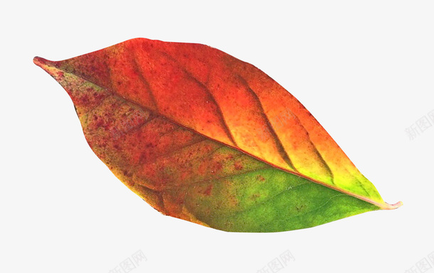 彩色的叶子绿叶枫叶植物png免抠素材_88icon https://88icon.com 彩色的叶子 绿叶 枫叶 植物 五一 红色的叶子生命力