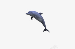 海豚png图像素材