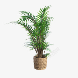 室内植物发财树高清绿色植物盆栽高清图片
