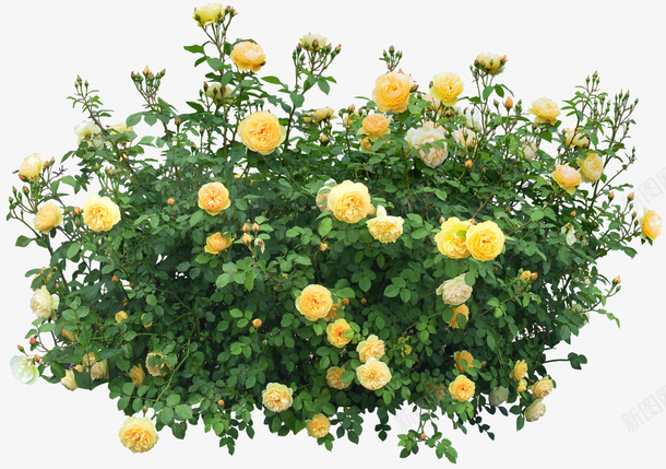 蔷薇植株素材png免抠素材_88icon https://88icon.com 蔷薇 黄色花朵 花朵 植物 玫瑰