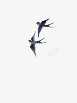 燕子飞燕子季节飞翔高清图片