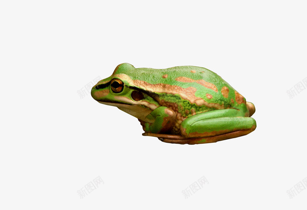 青蛙动物绿色png免抠素材_88icon https://88icon.com 青蛙 静态 动物 绿色