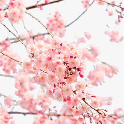 粉色桃花树云朵粉色桃花花朵桃花树高清图片