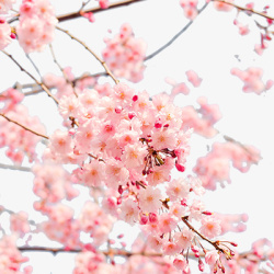 免扣桃花树粉色桃花花朵桃花树高清图片