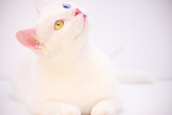 白色系可爱小猫咪背景