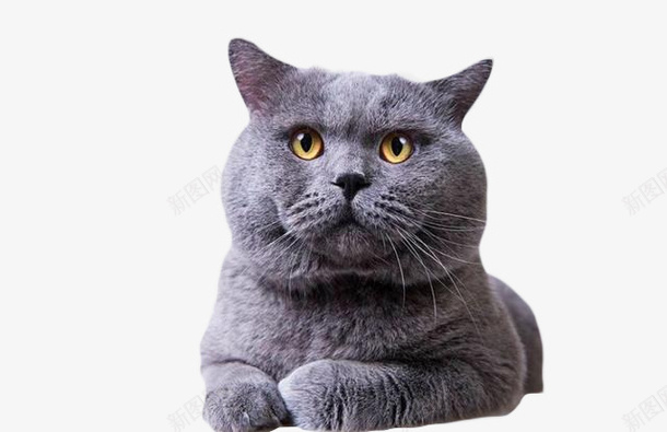 可爱的小懒猫蓝猫png免抠素材_88icon https://88icon.com 养猫 动物 宠物 英短 蓝猫