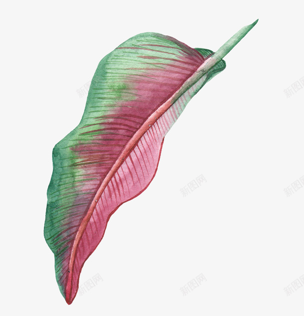 动植物元素叶子png免抠素材_88icon https://88icon.com 叶子 绿色 红色 真实