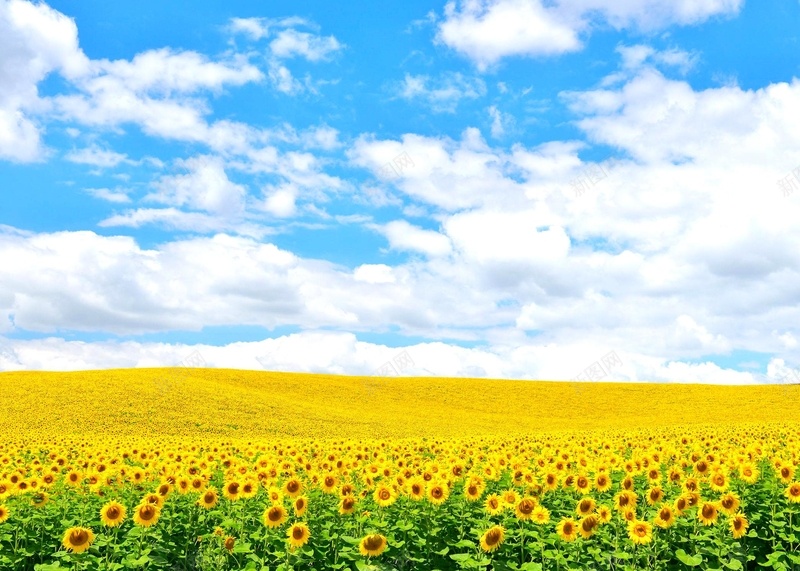 旅游风景图蓝天白云向日葵jpg设计背景_88icon https://88icon.com 旅游风景图 蓝天 白云 向日葵