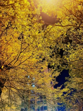 秋季树叶昏黄背景