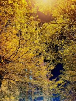 昏黄背景秋季树叶昏黄高清图片