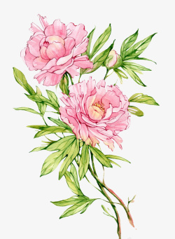 粉红色的花美丽的花绿色植物花朵高清图片
