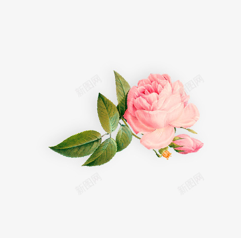 手绘清新花草标题装饰png免抠素材_88icon https://88icon.com 手绘 清新 花草 标题 装饰