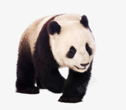 可爱大熊可爱行走的大熊猫高清图片