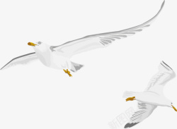 动物手绘海鸥候鸟素材