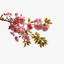 粉色桃花树云朵粉色樱花花朵桃花樱花高清图片