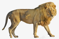图片狮子座狮子png透明图像高清图片