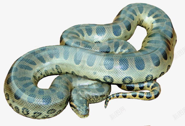 爬行动物冷血动物青色的蛇png免抠素材_88icon https://88icon.com 爬行动物 冷血动物 蛇 动物