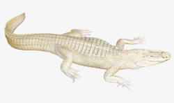 白色的鳄鱼透明图像素材