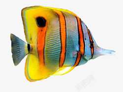 画出来的色彩高清图片高清鱼类色彩高清图片