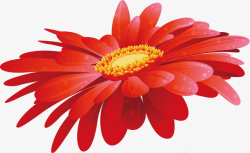 红色小雏菊红色的花朵高清图片