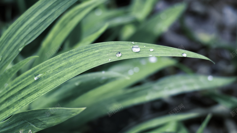 青青草地上的春天jpg设计背景_88icon https://88icon.com 露珠 草地 小草 清新