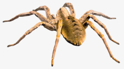 动物蜘蛛蜘蛛png图像高清图片