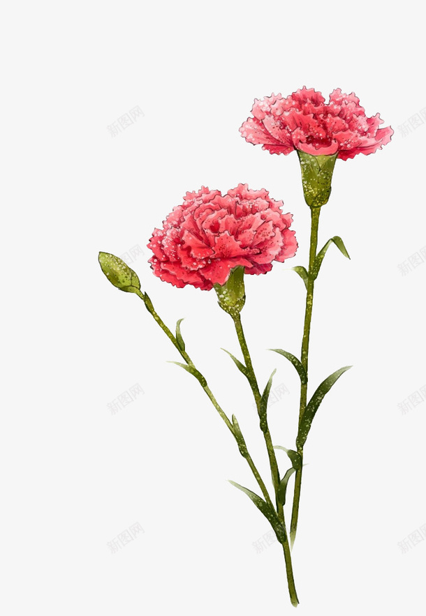 花母爱康乃馨png免抠素材_88icon https://88icon.com 母爱 母亲节 关爱 鲜花