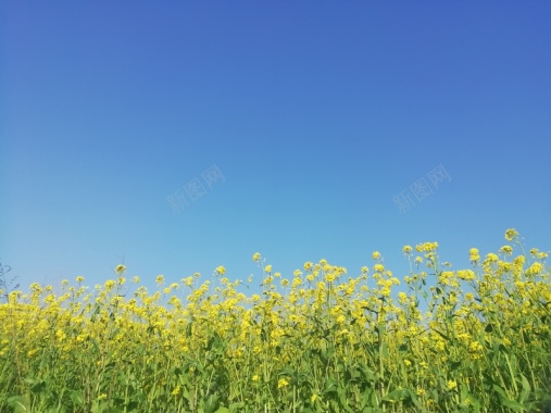 蓝天下的油菜花背景