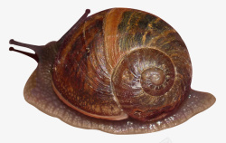 软体动物蜗牛素材