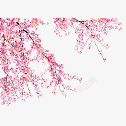 桃花树粉色桃花花朵桃花桃花树高清图片